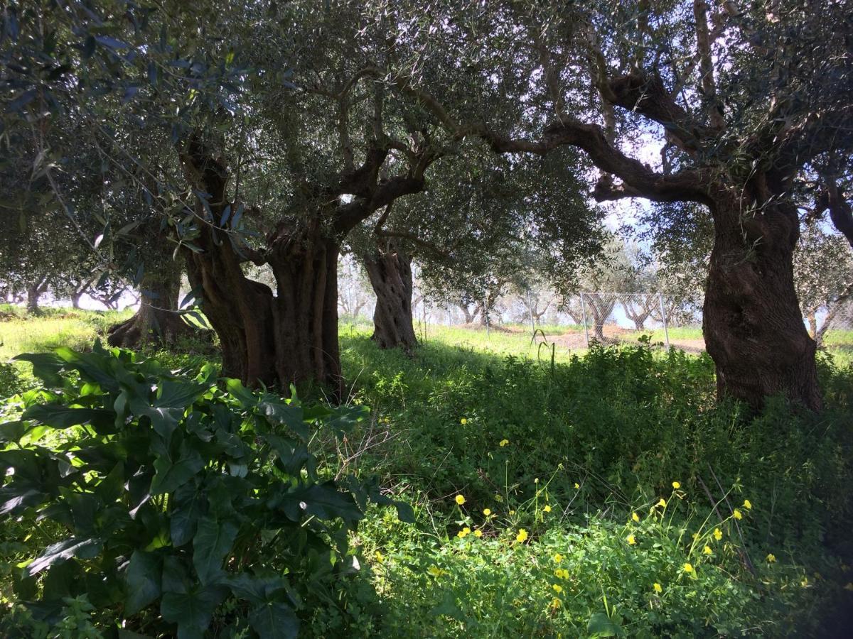 Hakuna Matata Holidays Wooden Lodge With Airco & Pool In Greek Olive Grove Метоні Екстер'єр фото