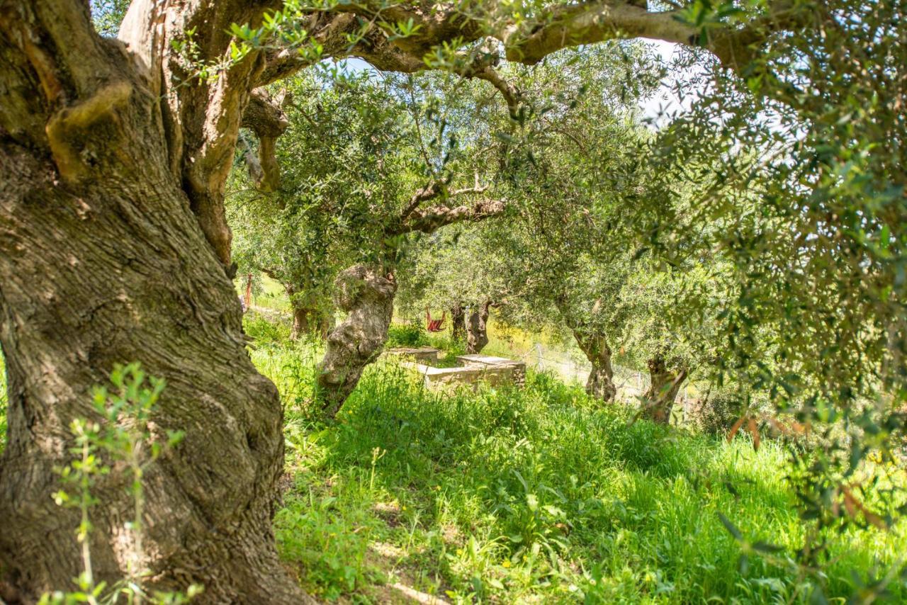 Hakuna Matata Holidays Wooden Lodge With Airco & Pool In Greek Olive Grove Метоні Екстер'єр фото